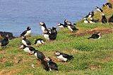 Atlantic Puffinborder=